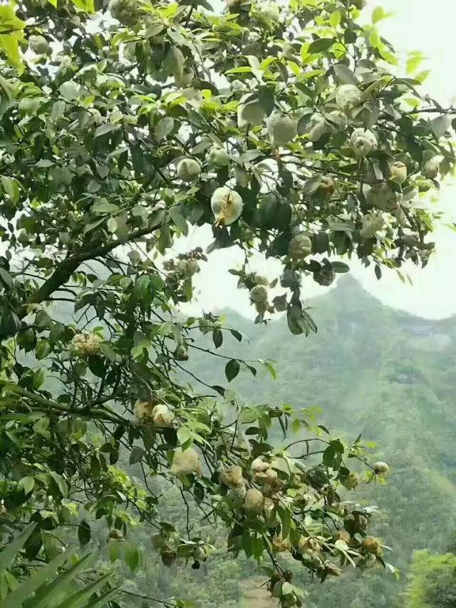 你有多久没有吃到茶包茶耳了?留言告诉小编哦! 平台声明