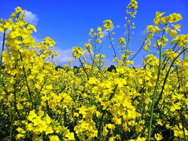 4月,北京周边这些油菜花海已经美翻了!