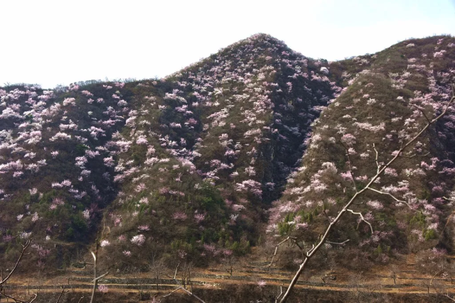 春游古村赏花!