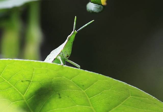 昆虫摄影:植食性昆虫蚂蚱图片欣赏