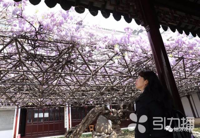 一中太美!千年紫藤又开花,连无人机都出动了!