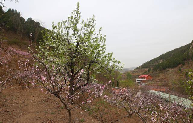 济南市历城区的彩石镇的"桃花节"远近闻名,而围绕优美的自然风光以及