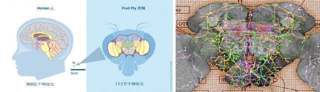 虽然小,但是果蝇的脑结构却并不简单,核团分布有序,其中也存在着错综