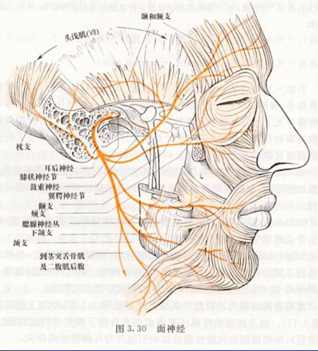 (2)感觉纤维: ① 味觉 膝状神经节(第一级神经元),周围突终止于舌前2