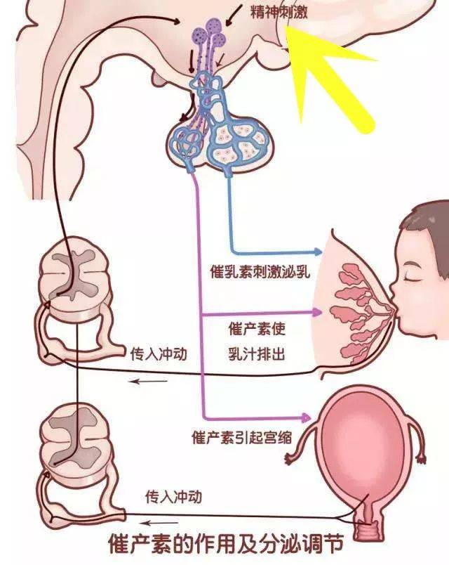 没有天生不够宝宝吃的母乳 | 只因错误的开奶和喂奶方法