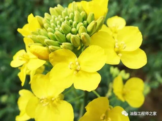 国产植物油的半壁江山:油菜花观赏季已来