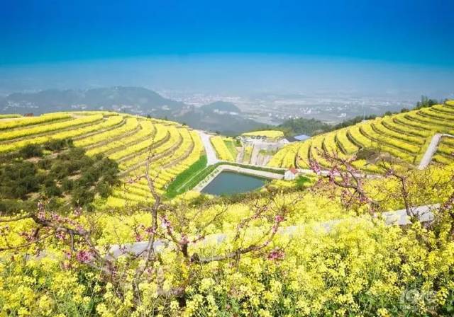 富阳区新登镇的名为黑山顶的地方居然有一大片新种植的梯田油菜花!