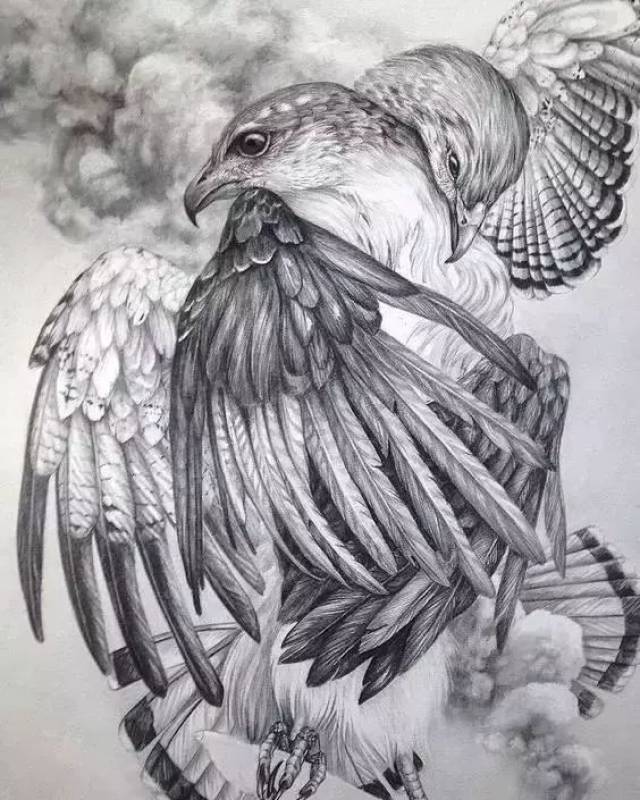 他们怎么把鹰画的这么帅!