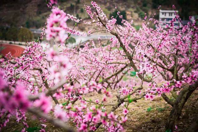 近期,沙溪镇万亩桃园进入盛花期 漫山遍野桃花尽开 如醉霞绯云般地争