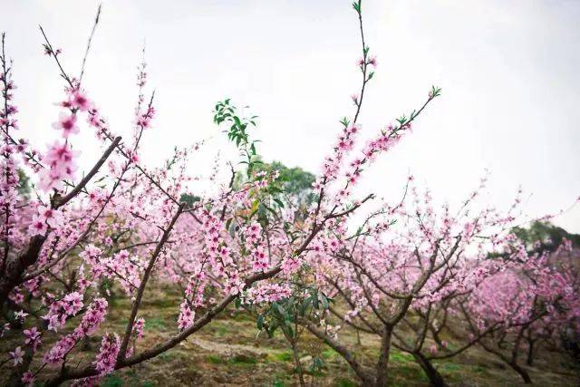 万亩桃花十里桃林漫山杜鹃,新昌"粉色地毯"等你来赏