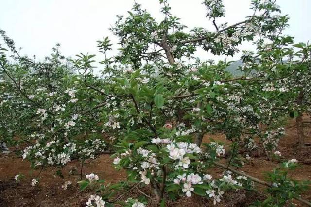 揭秘苹果贮藏土窑洞群;徒步穿越莲花沟;吕家原苹果树王疏花体验;观