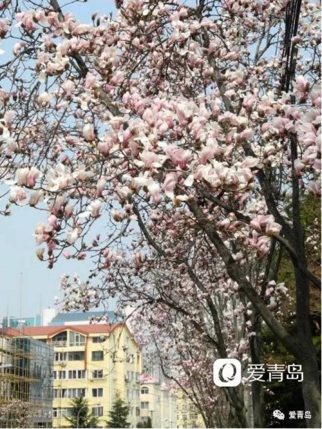 观赏地点:玉兰花在青岛的分布范围也很广,市南区的中山公园,五四广场