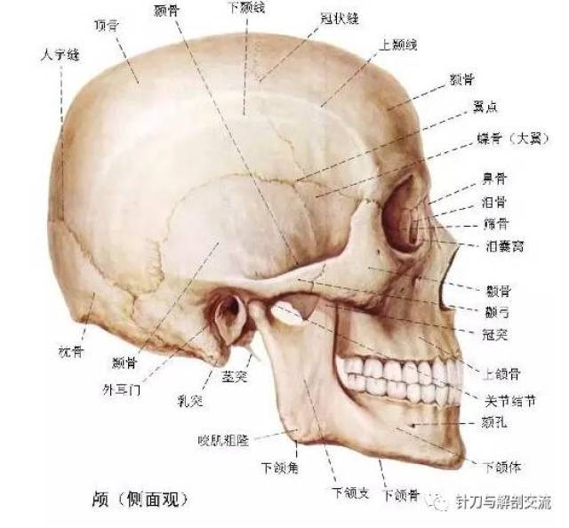 清 脑颅八块围颅腔,腔内藏脑很适应;额枕筛蝶各一块,成对有二颞和顶