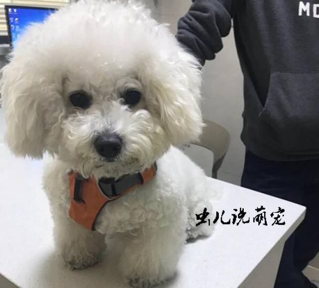 收走狗垫子后,比熊犬和主人闹意见,主人一生气带比熊犬去这里!