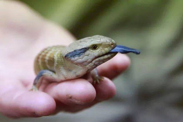 喜事 蓝舌蜥蜴首次培育成功