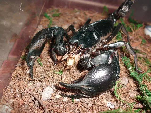 《雨林蝎饲养指南》