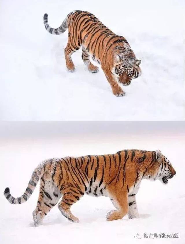 现存最大的猫科动物 西伯利亚虎,是虎的一个亚种,中国称作东北虎
