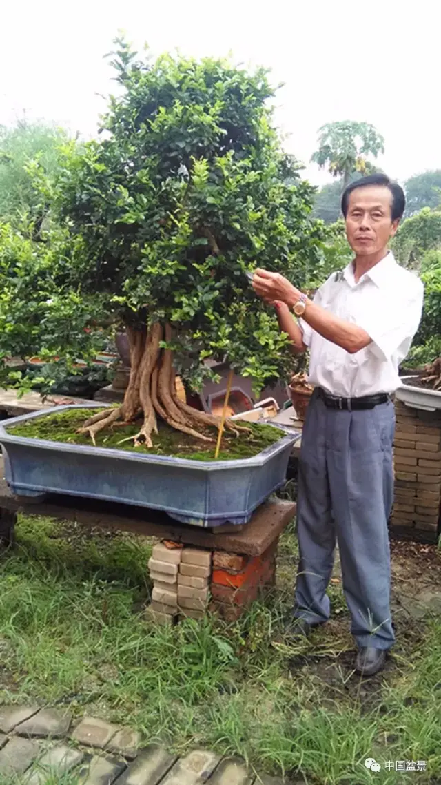 图为关耀正修剪九里香盆景《粤岭留芳》 (一)