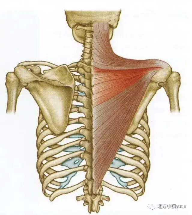 肌肉拉伸第八期—斜方肌