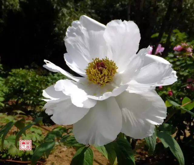 花开富贵,洛阳牡丹甲天下,花开时节动中国