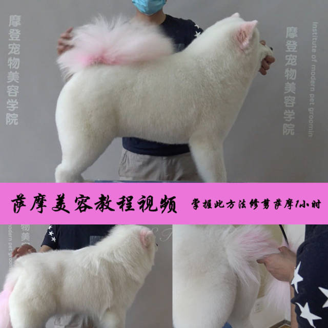 怎么给狗狗剪毛教程 2e9ab68ae3e44b47807f4d005ce2dfd9.jpeg