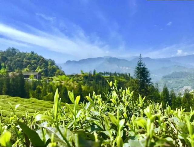 夹江天福茶园