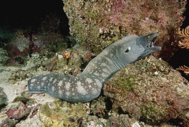 雌雄不分:海鳗