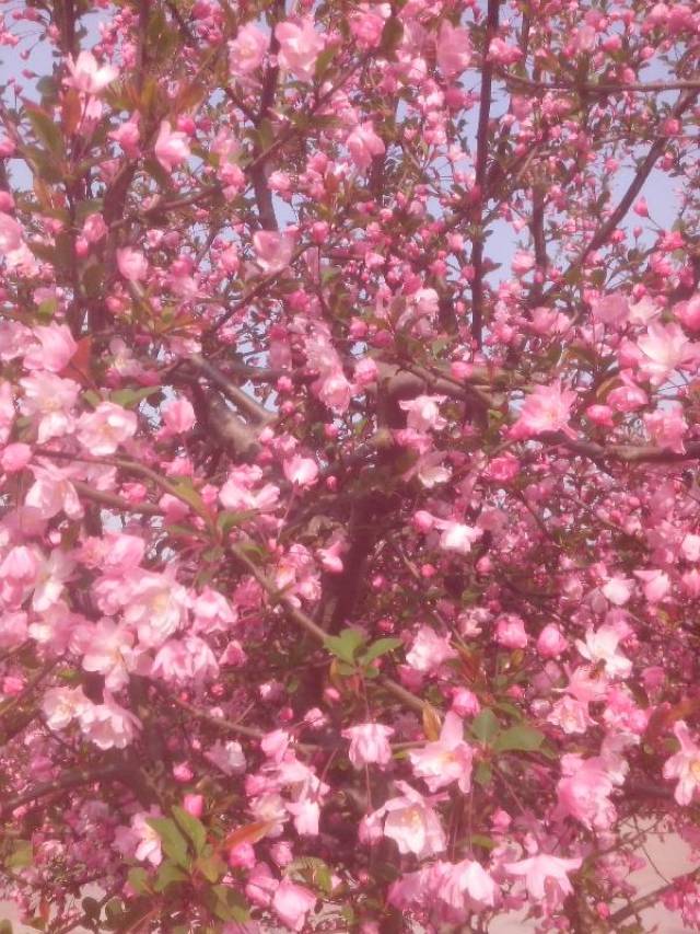 感受身边的朱自清散文-春