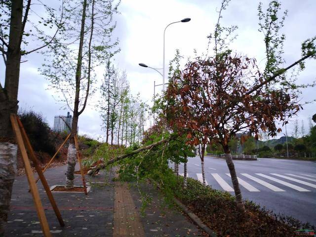 秀山凤凰山路段大量树木倾倒,是刮风下雨?还是栽太浅?