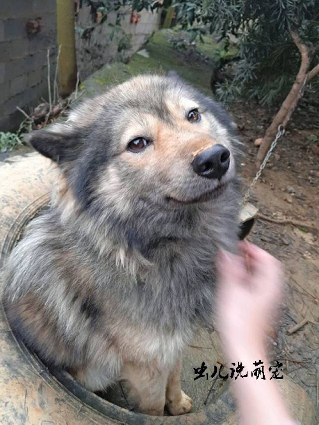 农村人是这样养狗的,和你们城里人养狗的目的不同