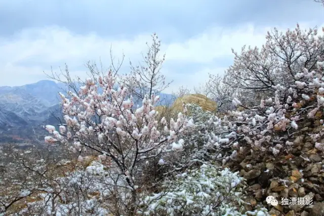 京城四月雪景,长峪城桃花雪