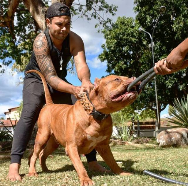 下面这只充满肌肉感的比特犬叫