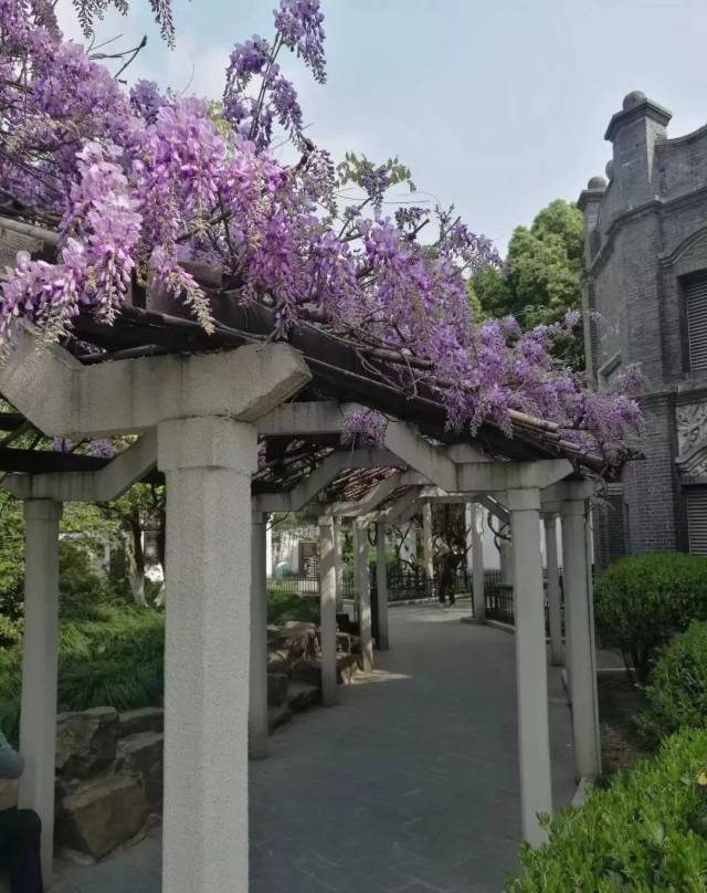 宋代所植,至今已有千年的历史,比苏州拙政园内明代文征明手植紫藤还