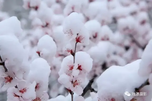 京城四月雪景,长峪城桃花雪