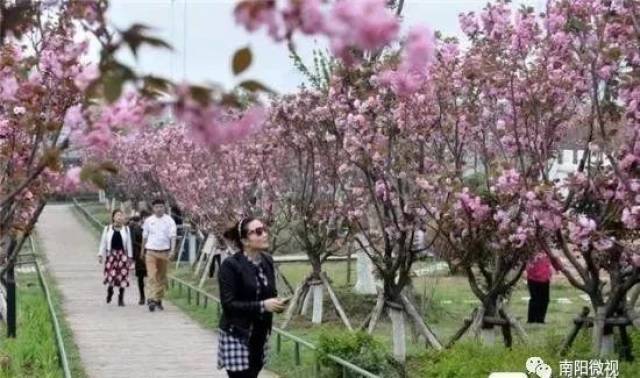 南阳白河国家城市湿地公园全长1.25公里的樱花开了!