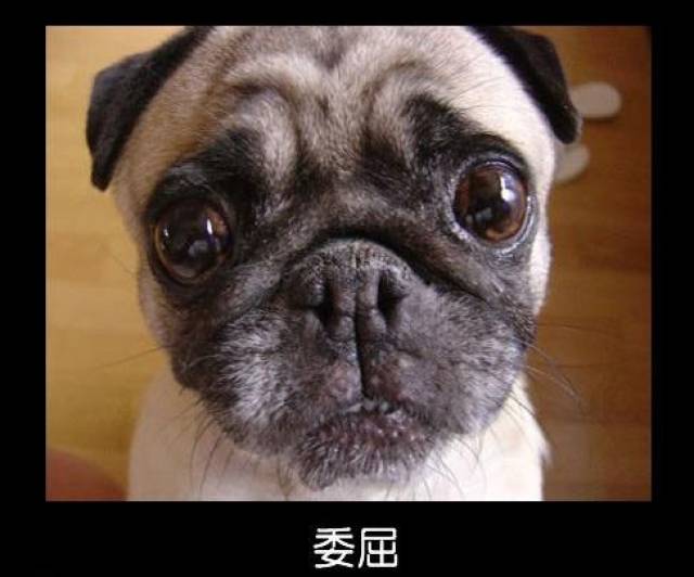 宠物囧图:搞笑的宠物表情大全