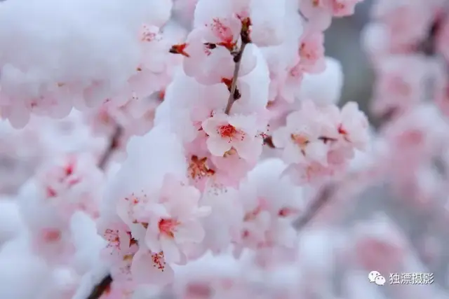 京城四月雪景,长峪城桃花雪