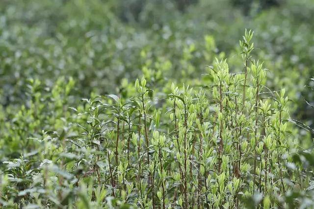 原产地精选槠叶种,保证红茶的正宗味道,百年传承发展,地道原汁原味.