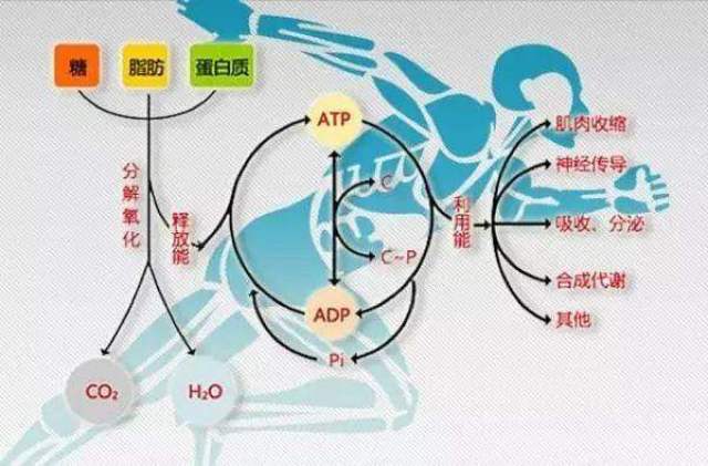 有氧代谢