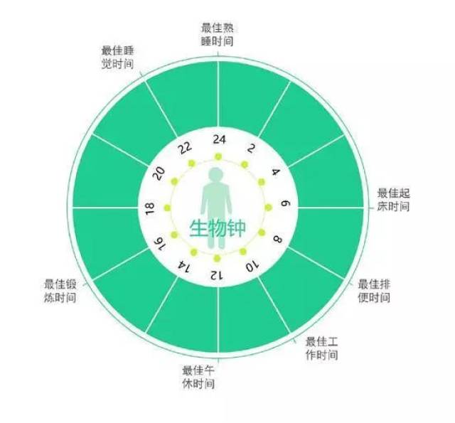 研究发现人体内有神奇的时钟基因,也叫生物钟