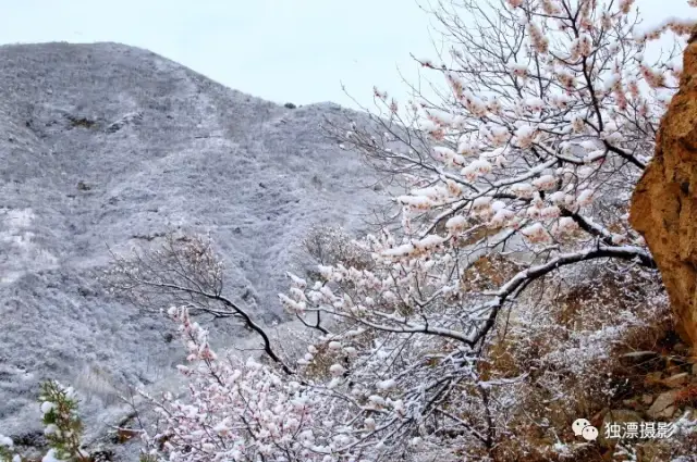 京城四月雪景,长峪城桃花雪