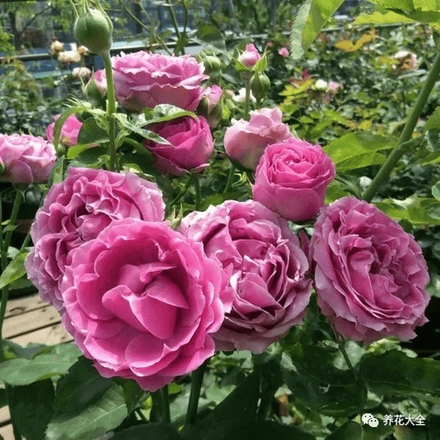 紫雾泡泡 养 花 大 全