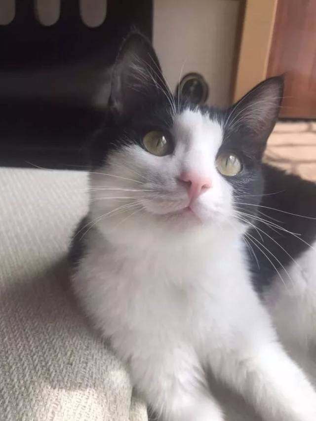 线上领养 | 真正的猫生赢家是什么样?