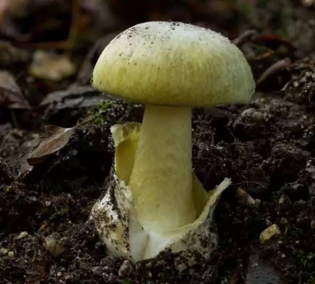 超级玛丽:"这蘑菇……有……毒……"