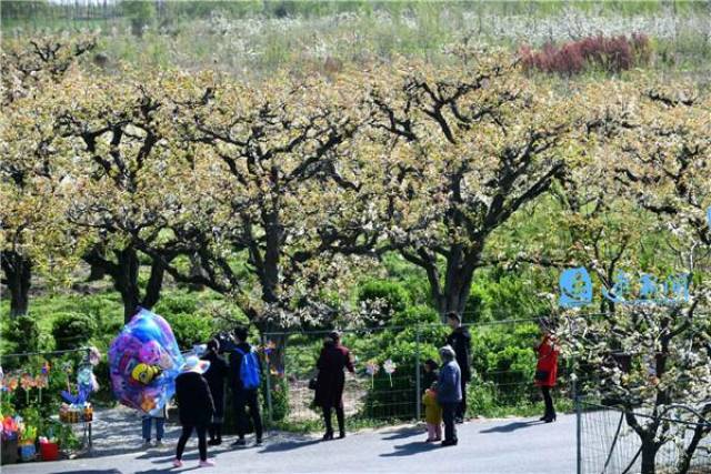 万亩花海流连忘归,宿迁梨园芳径人陶醉!