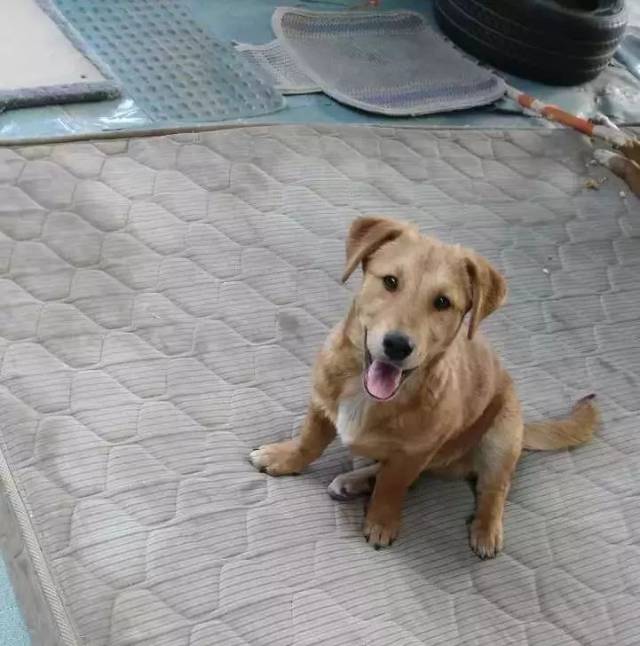 线上领养 | 真正的猫生赢家是什么样?