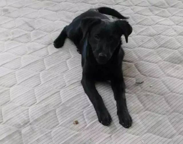 线上领养 | 真正的猫生赢家是什么样?