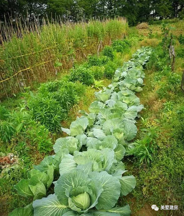 在房屋的周围还开辟了一块不小的菜地,有一百多亩的一个小型农场.