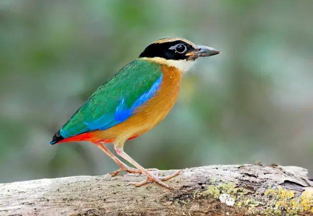 【rlyl物种说】今日--马来八色鸫(blue-winged pitta)