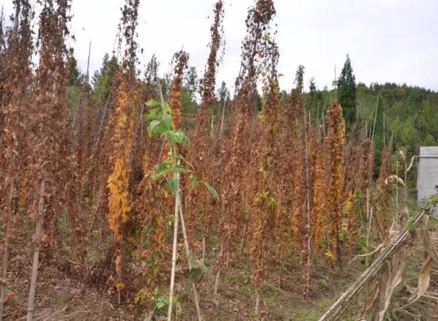 山药更怕涝,多雨季节要及时清沟排水,达到田无积水. 栽培技术